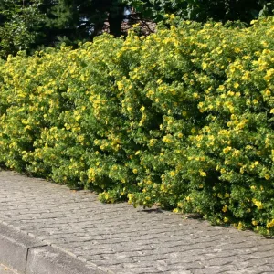 Goldfinger Potentilla