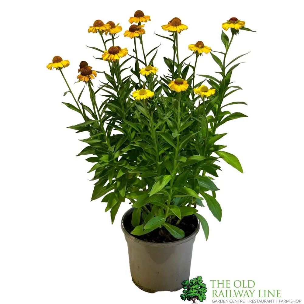 Helenium Autumnale 'Short and Sassy' Sneezeweed