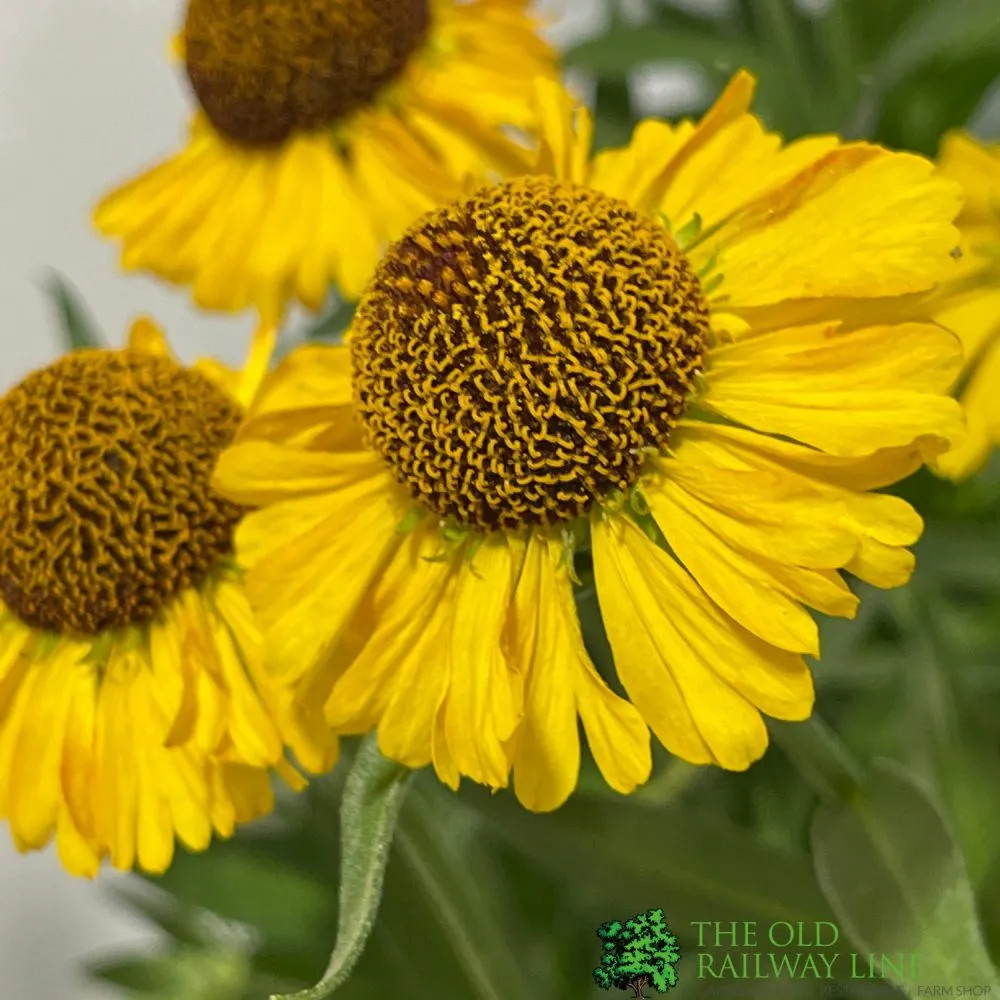 Helenium Autumnale 'Short and Sassy' Sneezeweed