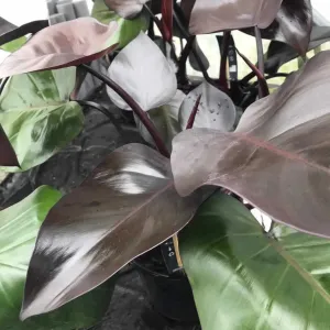 Philodendron 'Purple Congo'